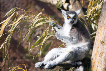 Ring tailed lemur
