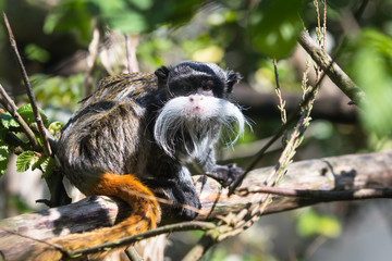 emperoor tamarin