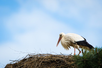 Stork