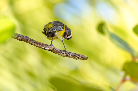 Close-up of a Bananaquit Bird on a branch