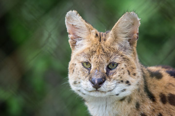 Head from a serval