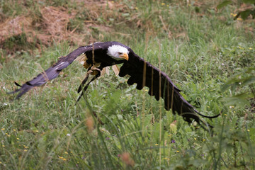 Bald eagle