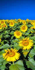 Sunflowers in Hawaii