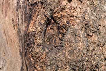 Tree bark background / texture
