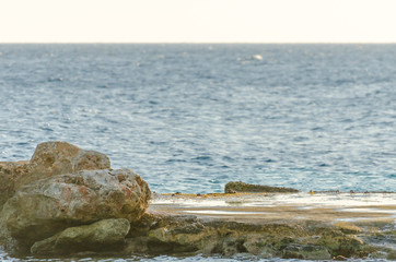 Crabs on a rock in a Curacao beach.
