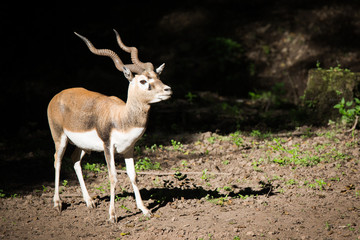Blackbuck