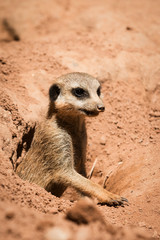 Meerkat.