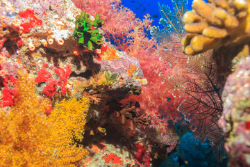 Naklejka na ściany i meble Coral reef. The red sea. Egypt.
