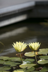 tall water lily