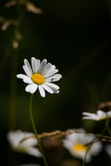 Daisy blossom © Cloudtail
