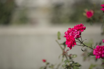 lonely pink flower