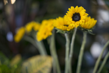 yellow daisies