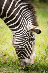 Zebra eating grass