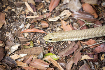 thin snake, Mimophis mahfalensis,reservations Tsingy, Madagascar 
