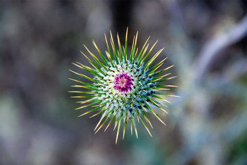 A single spiky bud of a New Mexican thistle is just about to ope