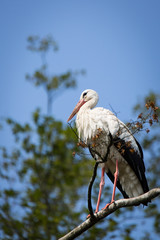 Stork in a tree