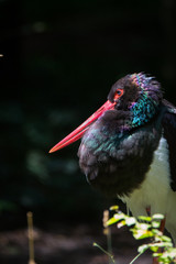 Head from an abdim stork
