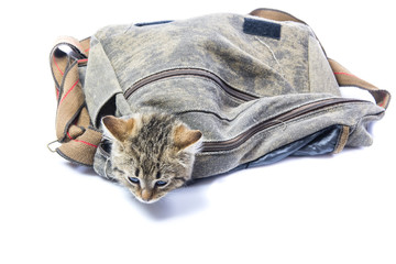 isolated kitten sitting in a bag 