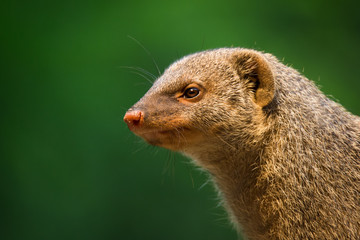 Head from a mongoose