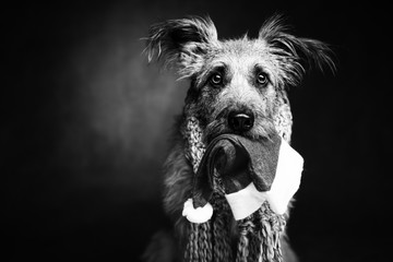 funny shaggy dog in the heat and in the jaws Shafei holds a hat of Santa Claus, photo black and...