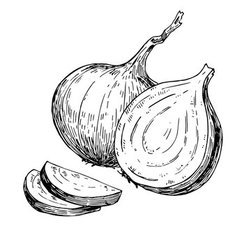 Onion hand drawn vector illustration. Isolated Vegetable engraved