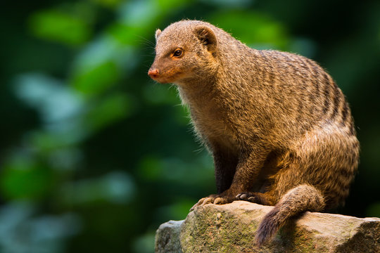 Mongoose On A Rock