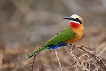 The white-fronted bee-eater (Merops bullockoides) sitting on the branch