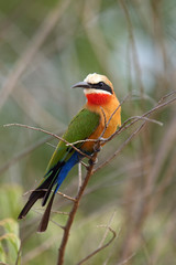 The white-fronted bee-eater (Merops bullockoides) sitting on the branch
