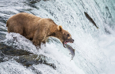 Brown bear catches a salmon in the river. USA. Alaska. Katmai National Park. An excellent illustration.