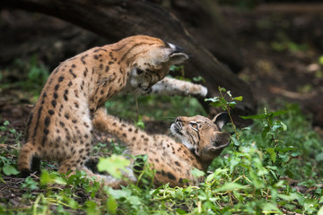 Naklejka na ściany i meble playing lynx cubs