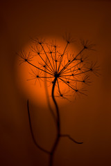 Hedge Parsley Torilis japonica at sunset Winter