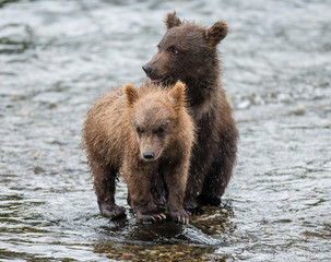 Obraz premium Two brown bear cub standing in a river next to each other. USA. Alaska. Katmai National Park. An excellent illustration.