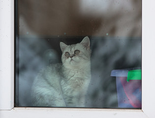 Scottish kitten looking out the window