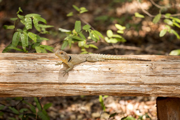 Madagascan collared iguana, Oplurus Cuvier, is abundant in the reserve Tsingy Ankarana, Madagascar