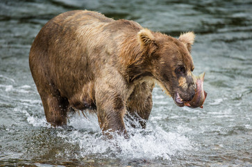 Obraz na płótnie Canvas Brown bear with a salmon in his mouth. USA. Alaska. Katmai National Park. An excellent illustration.