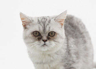 Scottish kitten on a snowy background