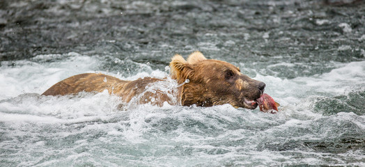Brown bear with a salmon in his mouth. USA. Alaska. Katmai National Park. An excellent illustration.