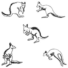 Kangaroo. A sketch by hand. Pencil drawing
