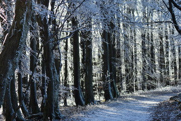Pfad führt durch Winterwald