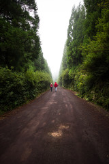 Path in the middle of a forest. Azores Islands Portugal
