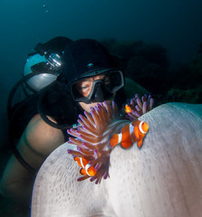 Clown fish,anemone and diver. Raja Ampat, Indonesia. 