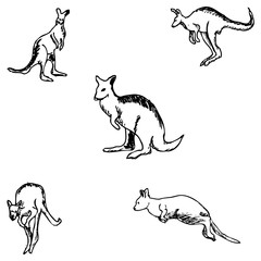 Kangaroo. A sketch by hand. Pencil drawing