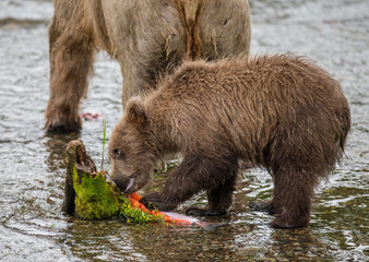 Bear cub with a salmon in the river. USA. Alaska. Katmai National Park. An excellent illustration.