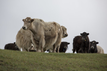 Yak (Bos mutus) © EinBlick