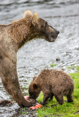 Mother brown bear with cub eating salmon in the river. USA. Alaska. Katmai National Park. An excellent illustration.