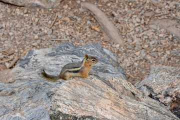 chipmunk (Neotamias quadrivittatus) on the granite boulder near Emerald lake trail
Rocky Mountain National Park, Estes Park, Colorado, United States