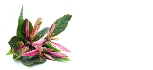 Leaves of green isolated on white background. Mock up.