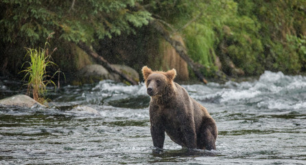 Obraz na płótnie Canvas Brown bear standing on a rock in the middle of the river on a background of stunning landscape. USA. Alaska. Katmai National Park. An excellent illustration.