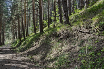Fototapeta premium Autumn sunlit forest pine-trees with ecological path, Vitosha mountain, Bulgaria