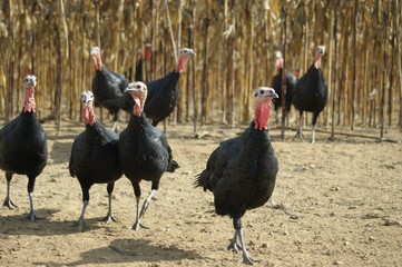 Dinde © Donatien COURANT